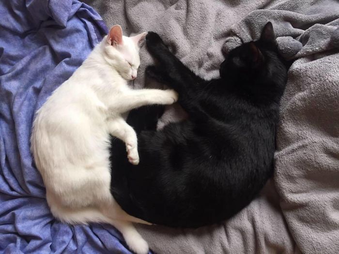 72 Yin And Yang Cats That Look Purffect Together Despite Their Differences