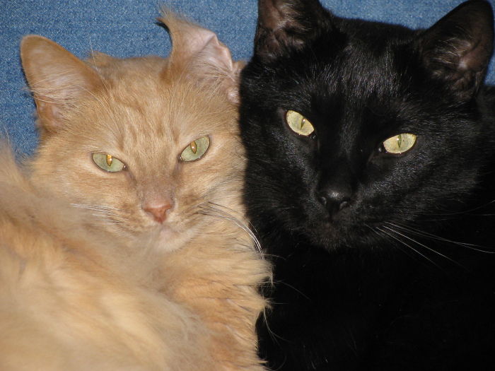 72 Yin And Yang Cats That Look Purffect Together Despite Their Differences
