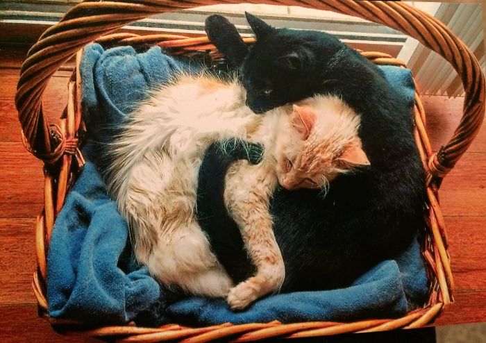 72 Yin And Yang Cats That Look Purffect Together Despite Their Differences