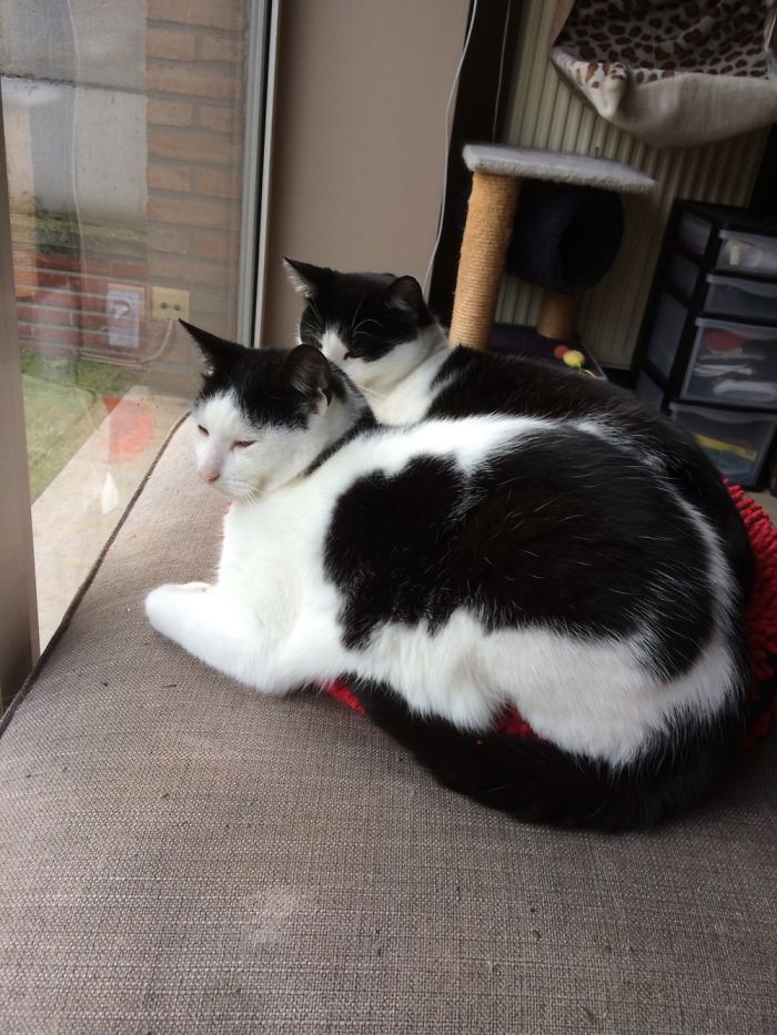 72 Yin And Yang Cats That Look Purffect Together Despite Their Differences
