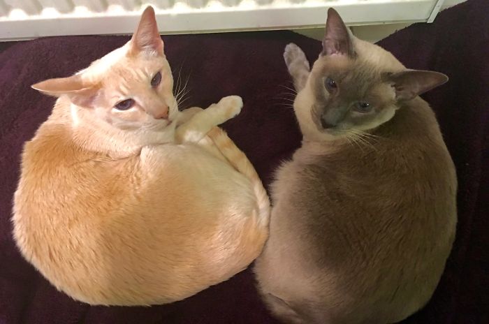 72 Yin And Yang Cats That Look Purffect Together Despite Their Differences