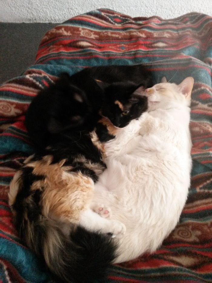 72 Yin And Yang Cats That Look Purffect Together Despite Their Differences