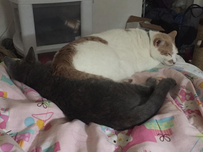 72 Yin And Yang Cats That Look Purffect Together Despite Their Differences