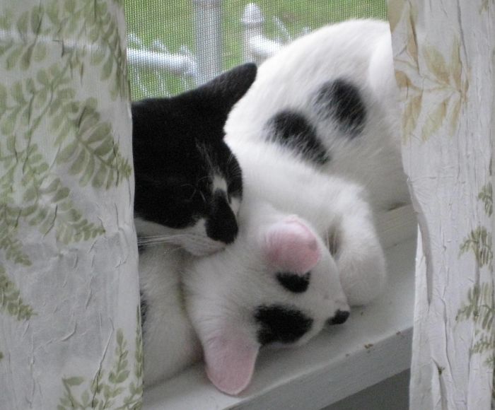 72 Yin And Yang Cats That Look Purffect Together Despite Their Differences