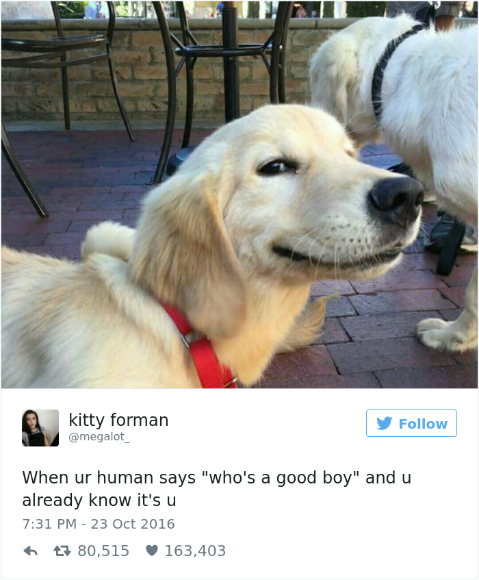 147 Of The Best Dog Tweets Of All Time