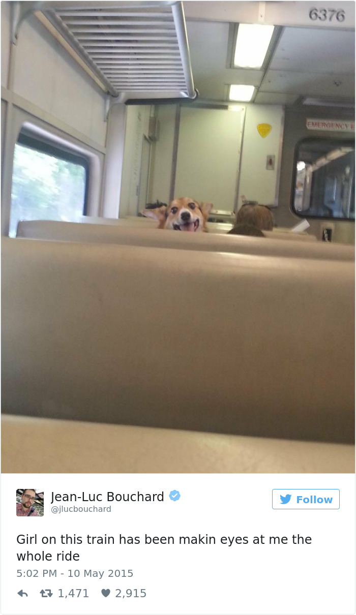 147 Of The Best Dog Tweets Of All Time