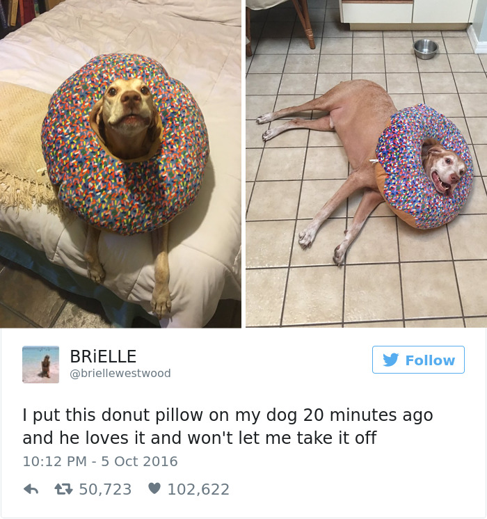 147 Of The Best Dog Tweets Of All Time