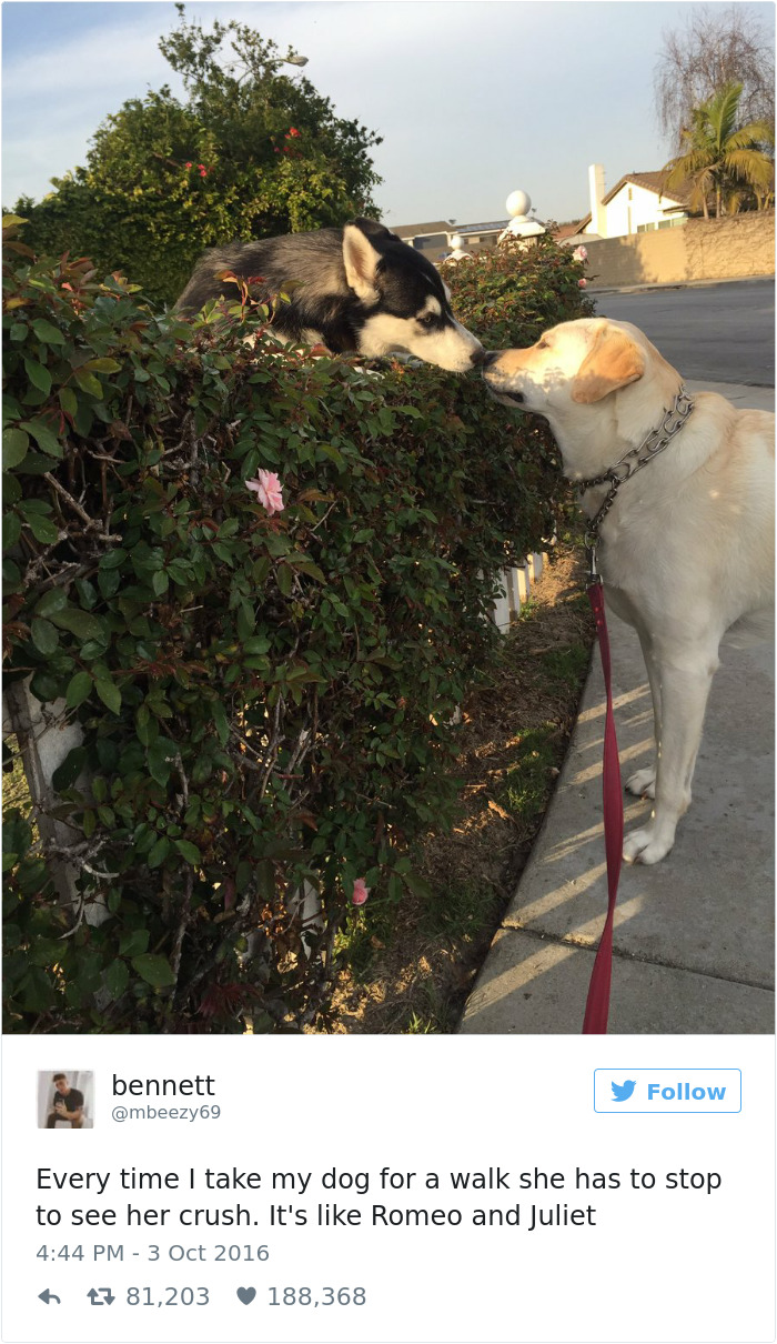 147 Of The Best Dog Tweets Of All Time