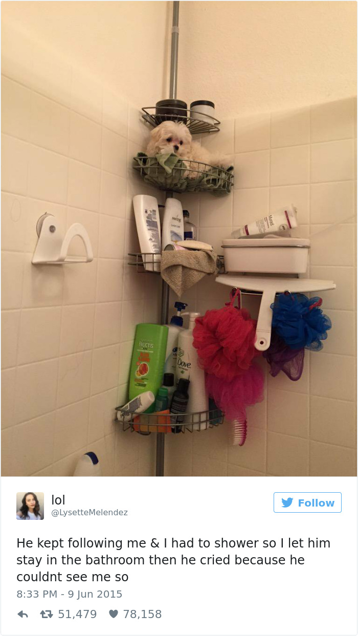 147 Of The Best Dog Tweets Of All Time