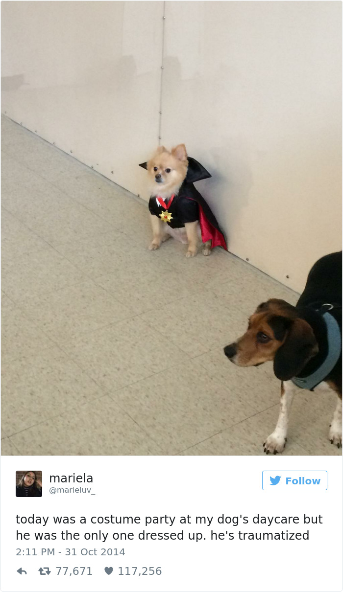 147 Of The Best Dog Tweets Of All Time