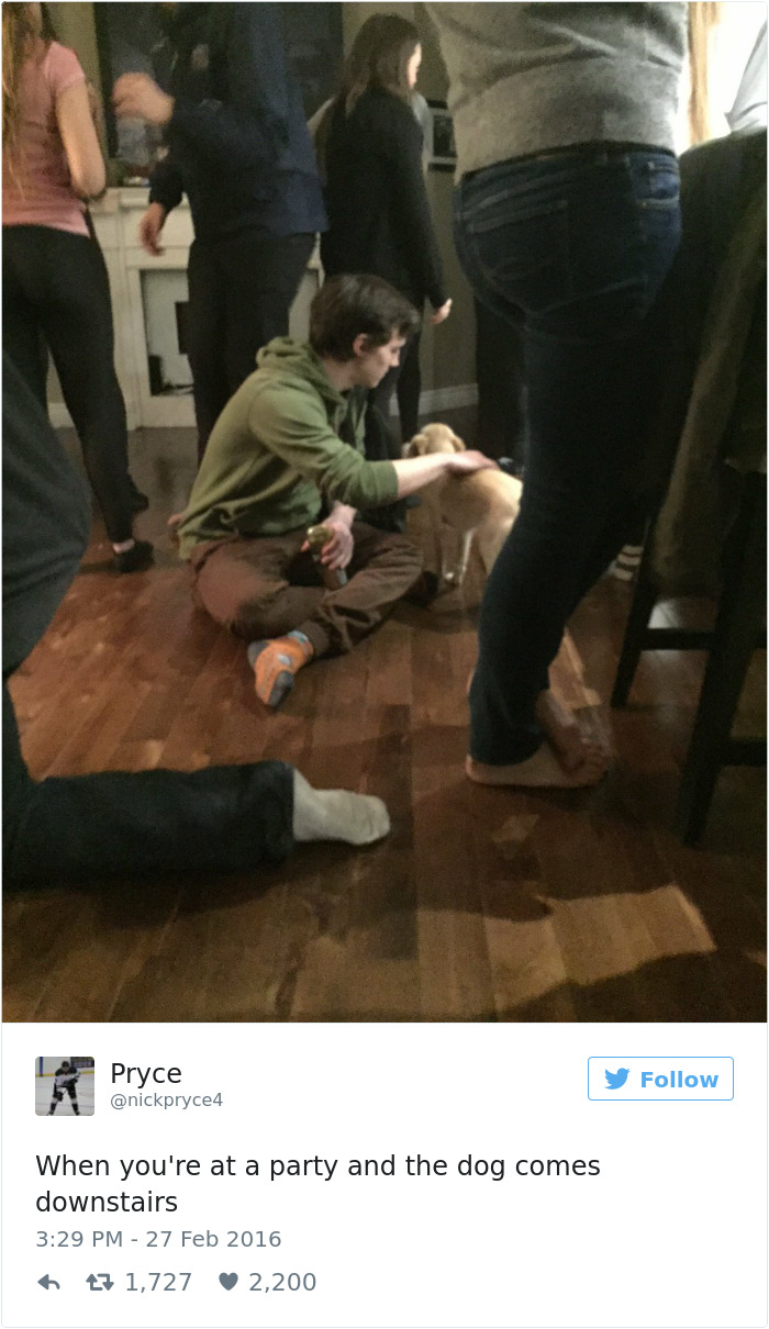 147 Of The Best Dog Tweets Of All Time