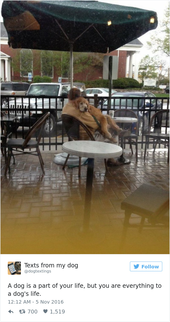 147 Of The Best Dog Tweets Of All Time