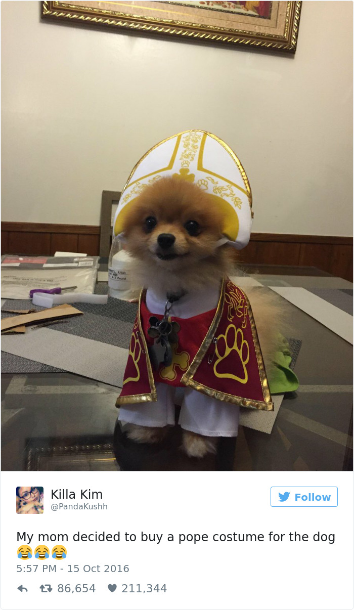147 Of The Best Dog Tweets Of All Time