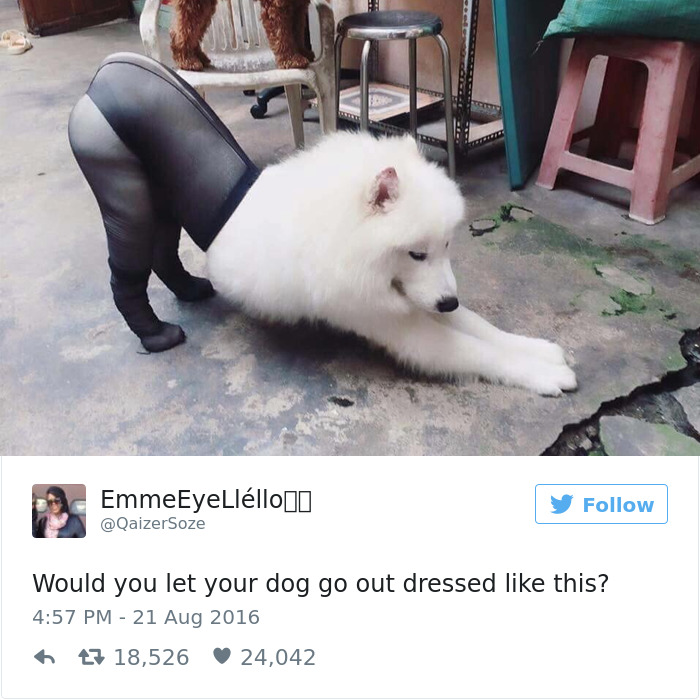 147 Of The Best Dog Tweets Of All Time