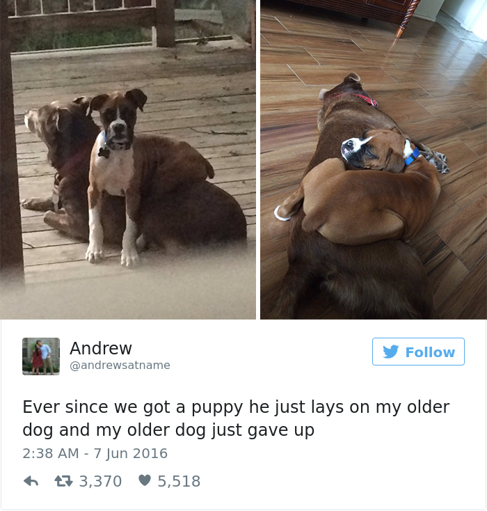 147 Of The Best Dog Tweets Of All Time