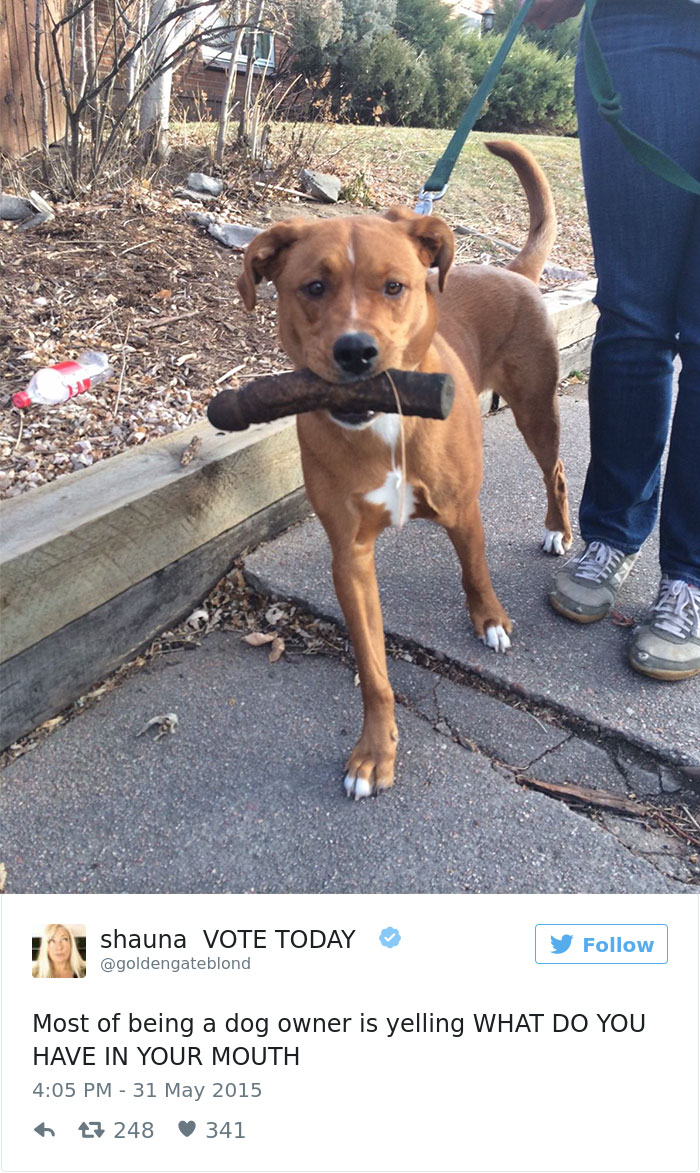 147 Of The Best Dog Tweets Of All Time
