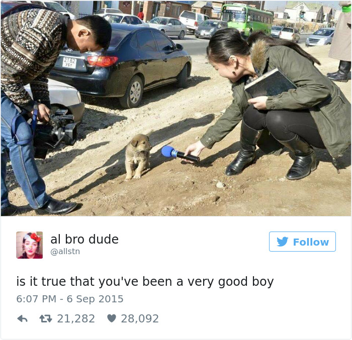 147 Of The Best Dog Tweets Of All Time