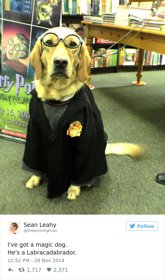 147 Of The Best Dog Tweets Of All Time