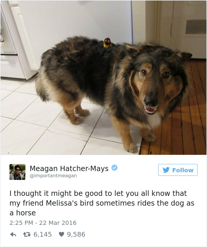 147 Of The Best Dog Tweets Of All Time