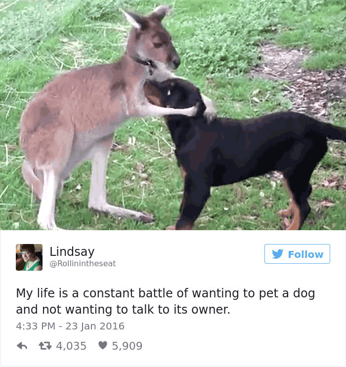 147 Of The Best Dog Tweets Of All Time