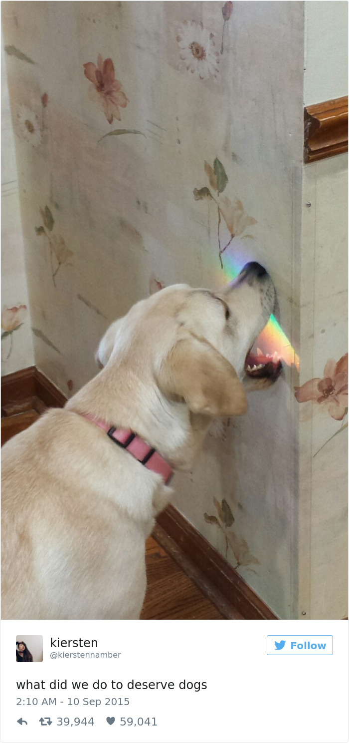 147 Of The Best Dog Tweets Of All Time