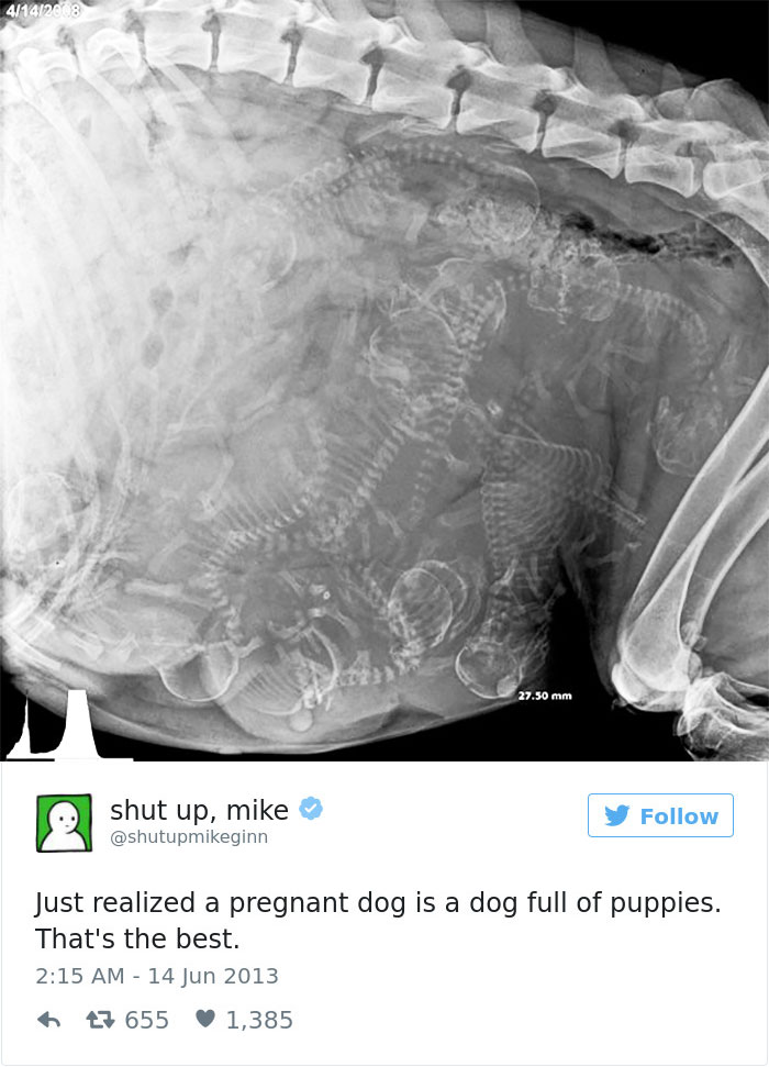 147 Of The Best Dog Tweets Of All Time