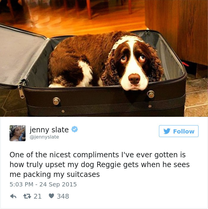 147 Of The Best Dog Tweets Of All Time