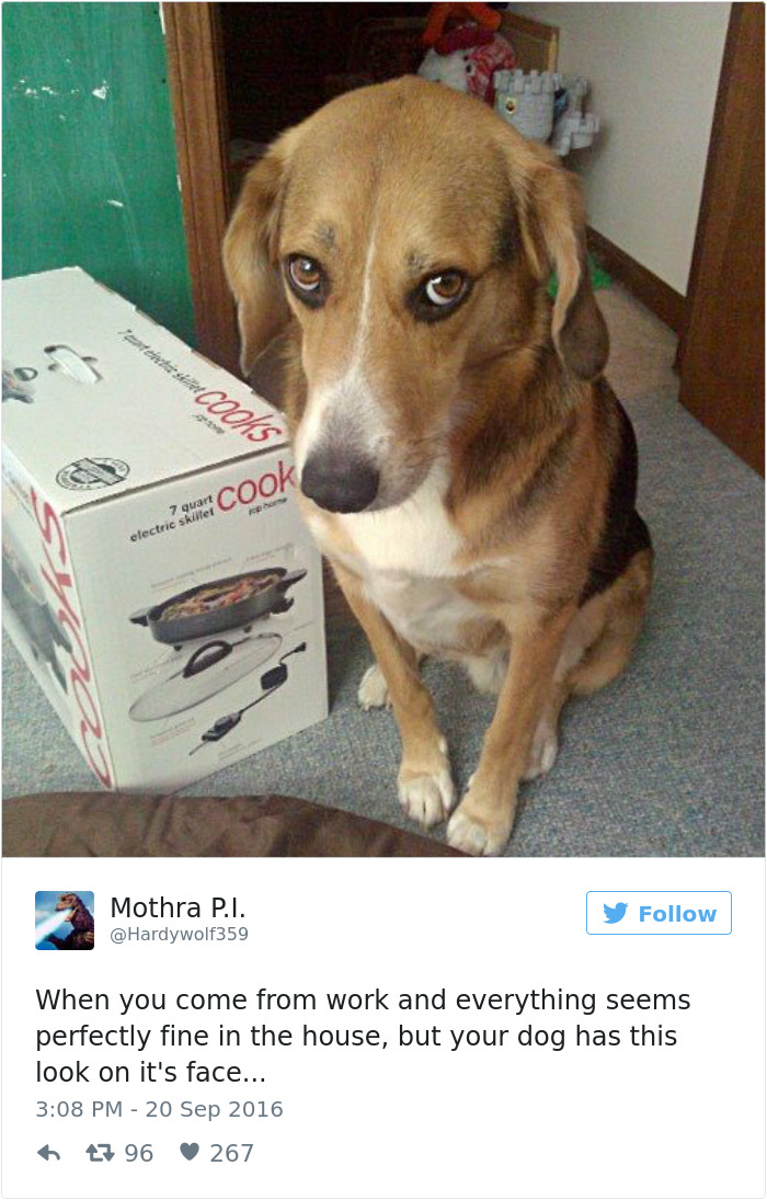 147 Of The Best Dog Tweets Of All Time
