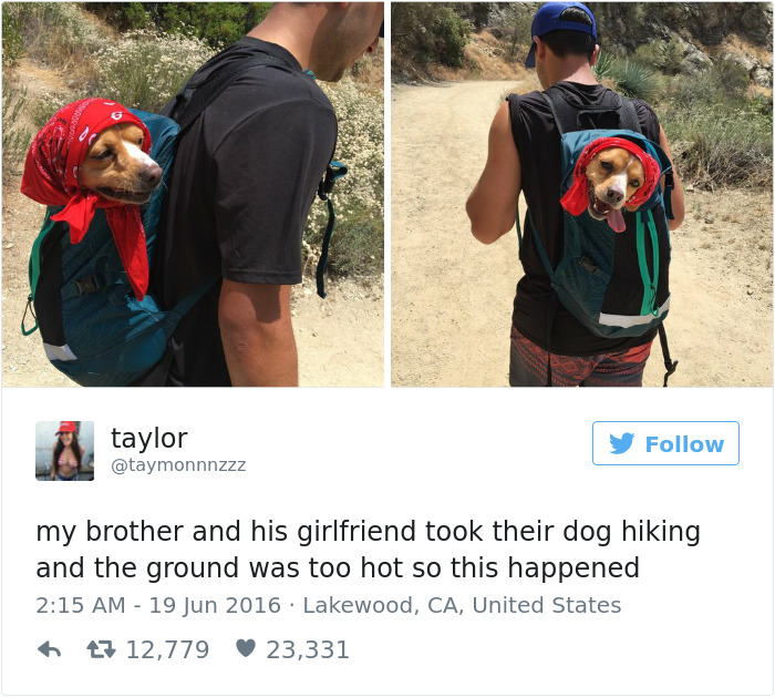 147 Of The Best Dog Tweets Of All Time