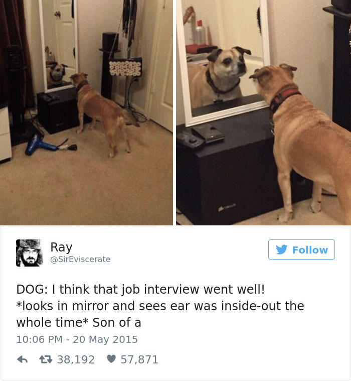 147 Of The Best Dog Tweets Of All Time