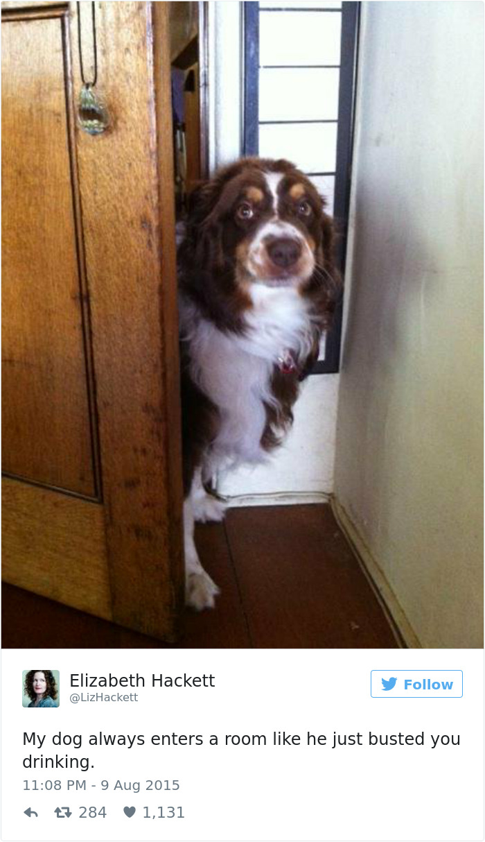 147 Of The Best Dog Tweets Of All Time