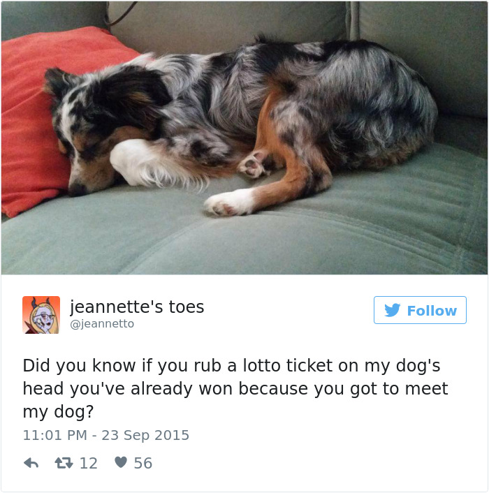 147 Of The Best Dog Tweets Of All Time