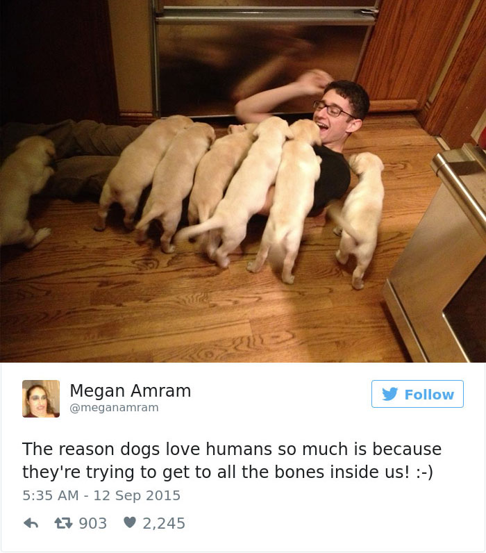 147 Of The Best Dog Tweets Of All Time