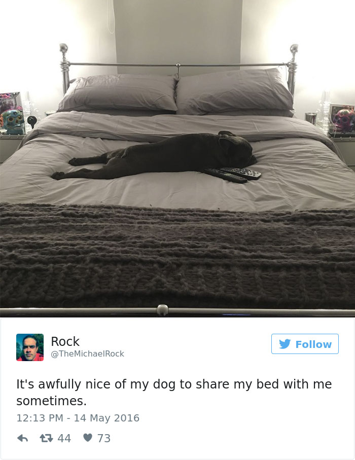 147 Of The Best Dog Tweets Of All Time