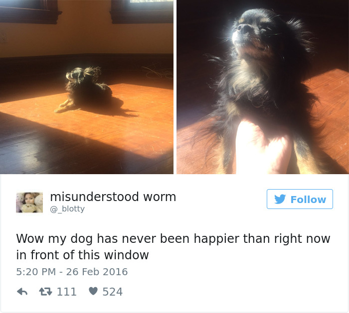 147 Of The Best Dog Tweets Of All Time