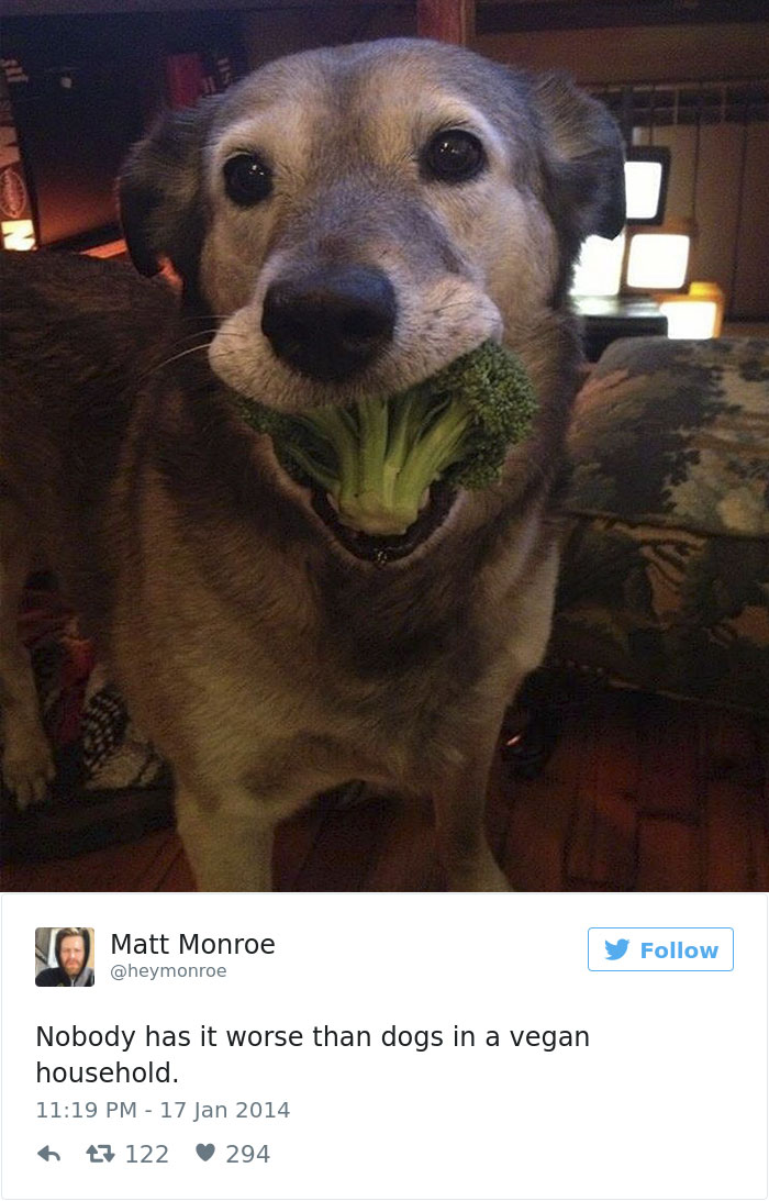 147 Of The Best Dog Tweets Of All Time