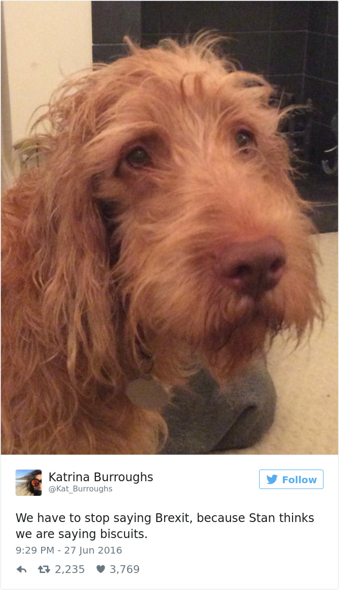 147 Of The Best Dog Tweets Of All Time