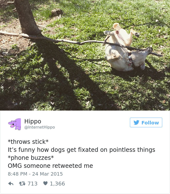 147 Of The Best Dog Tweets Of All Time