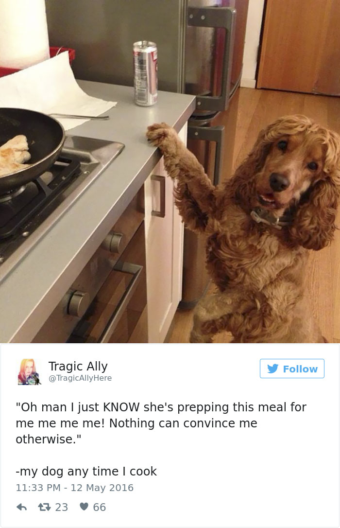 147 Of The Best Dog Tweets Of All Time