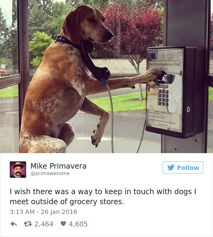 147 Of The Best Dog Tweets Of All Time