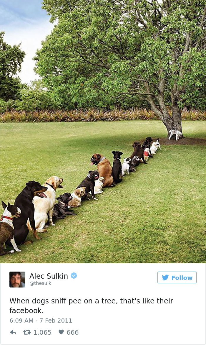 147 Of The Best Dog Tweets Of All Time