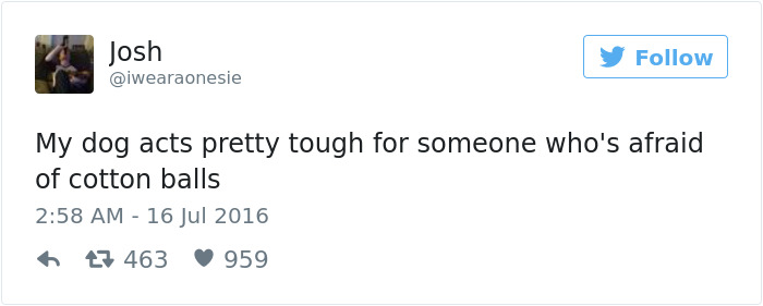 147 Of The Best Dog Tweets Of All Time