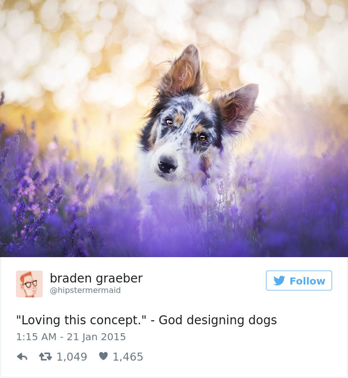 147 Of The Best Dog Tweets Of All Time