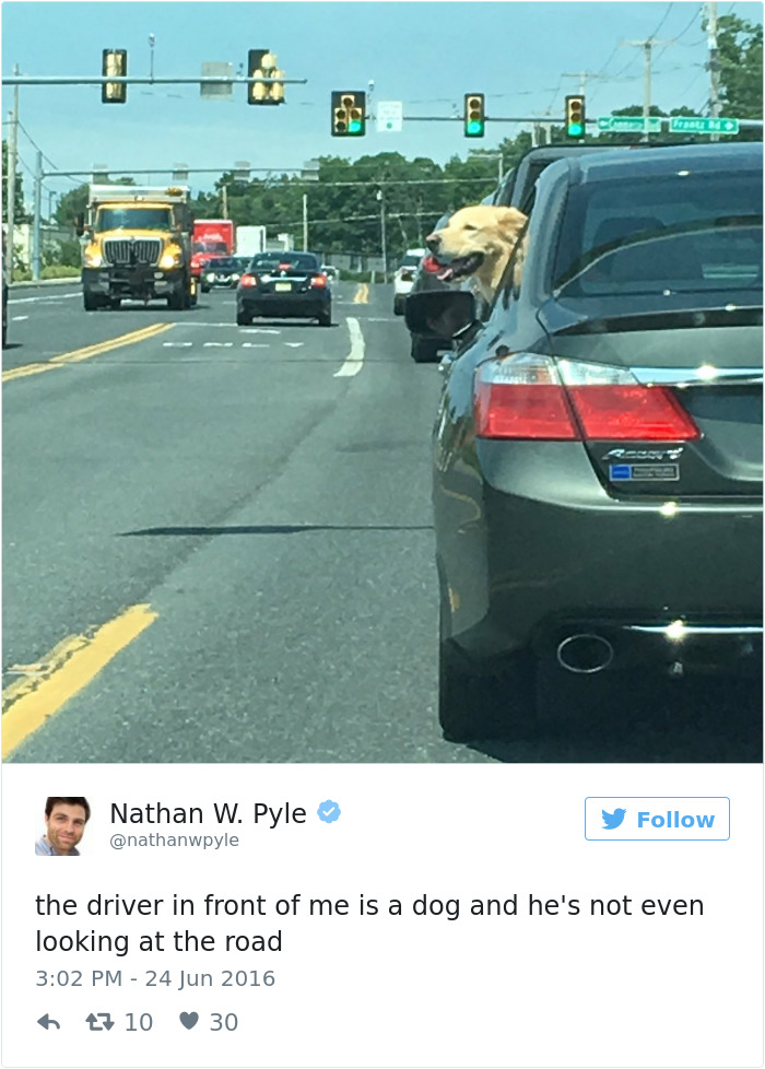 147 Of The Best Dog Tweets Of All Time