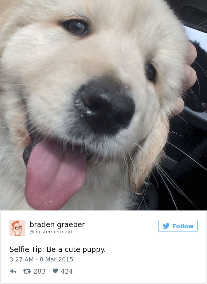 147 Of The Best Dog Tweets Of All Time
