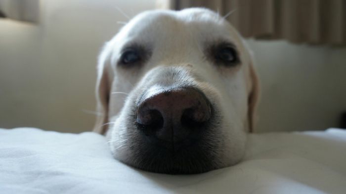 147 Of The Best Dog Tweets Of All Time