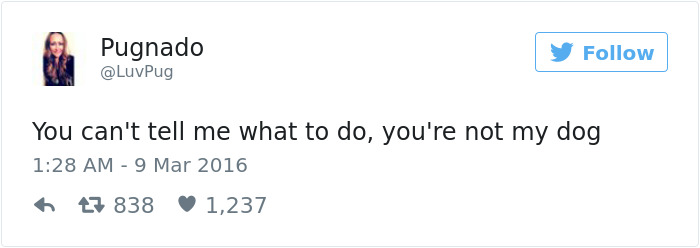 147 Of The Best Dog Tweets Of All Time
