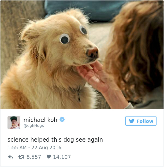 147 Of The Best Dog Tweets Of All Time