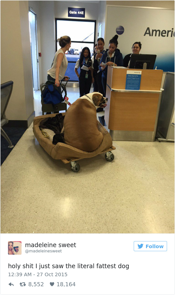 147 Of The Best Dog Tweets Of All Time