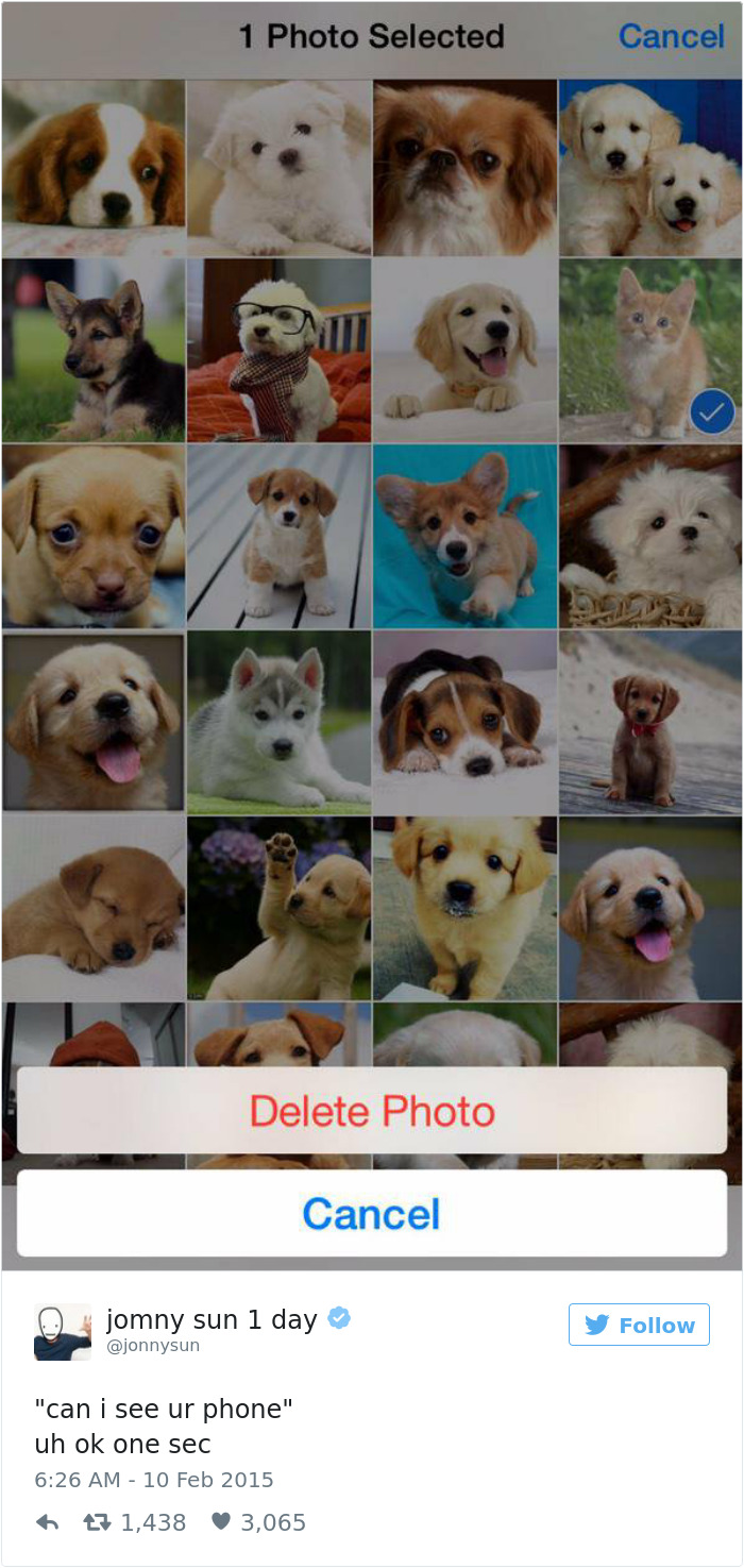 147 Of The Best Dog Tweets Of All Time